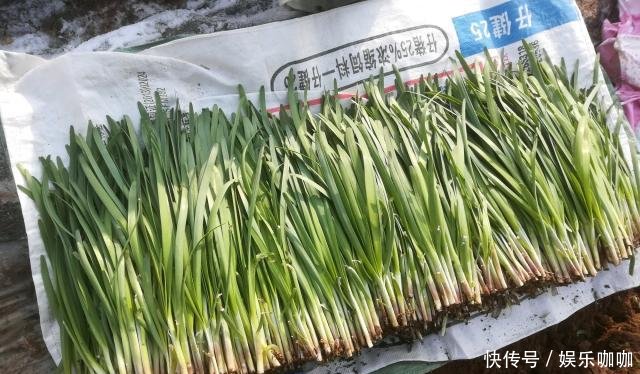  [家里]家里有阳台，种上2种菜，比养多肉强，好看又好吃，值了！
