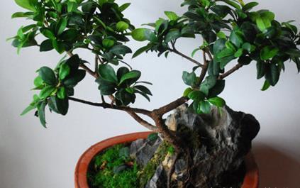 「经验」这三种绿植放在家里既有品味又好养,没经验照样轻松长不停