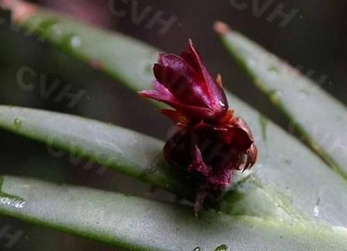  #剑叶石斛#这种植物，是中医界的“宝贝”，目前极其珍贵，若遇见，请重视！