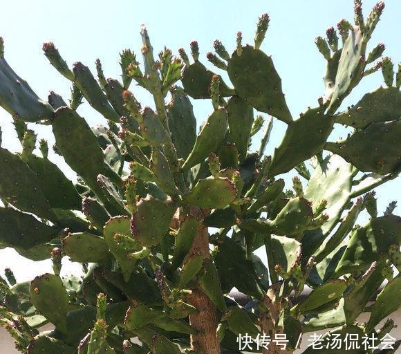 『仙人』仙人掌薄成纸2个小方法,吃成大胖子,长成老树桩,挂满仙人果