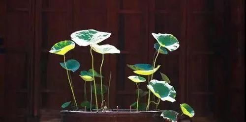「水缸」中国人院子里最应该摆这样东西