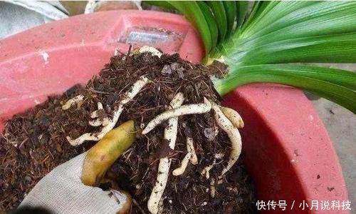  刚换盆■花卉换盆后，切忌三件事，否则换盆难成功！