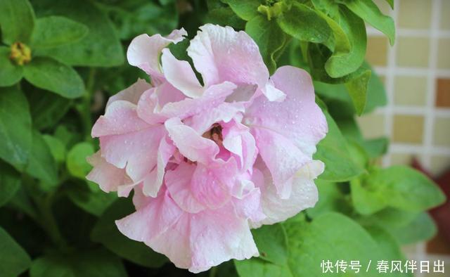 家里|3种花适合家养,开花漂亮颜色丰富,家里养一盆,养花更养人