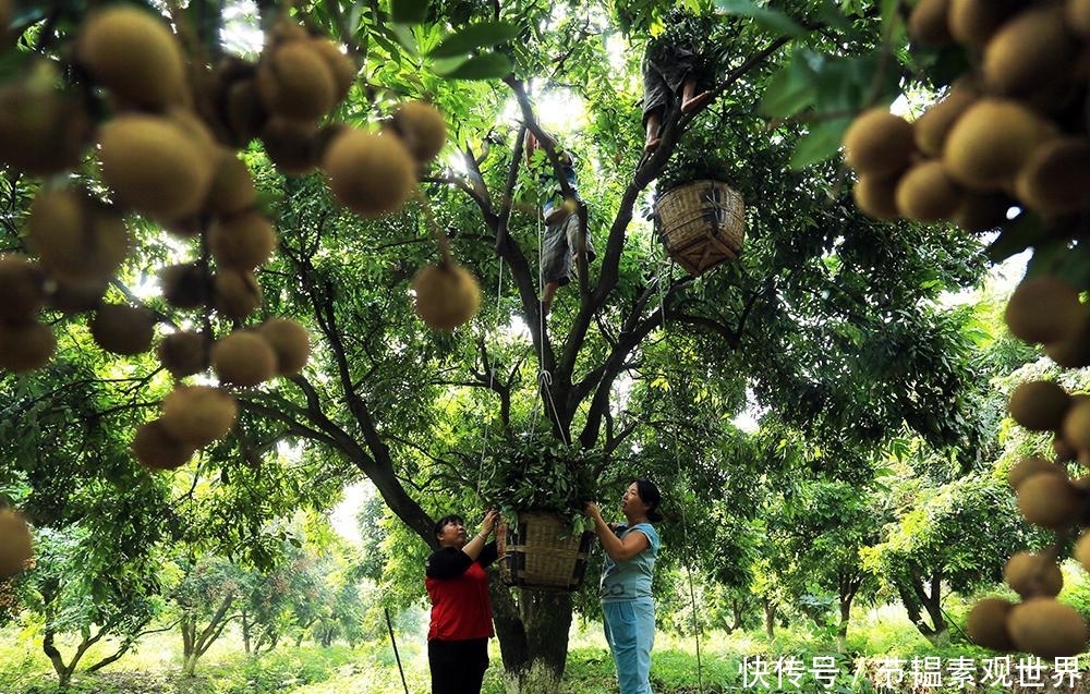  「桂圆」产量一年比一年高，价格却一年比一年低，农民不愿卖只