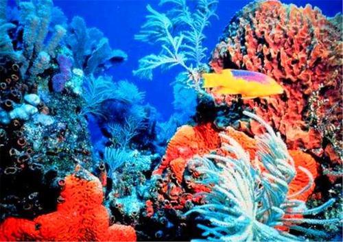 世界上最大的海，也是世界上最深的海，面积相当于半个中国那么大