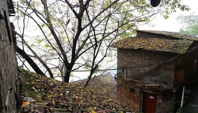  [道理]农村俗语“果树过房，家败人亡”是啥意思，老话说的有道