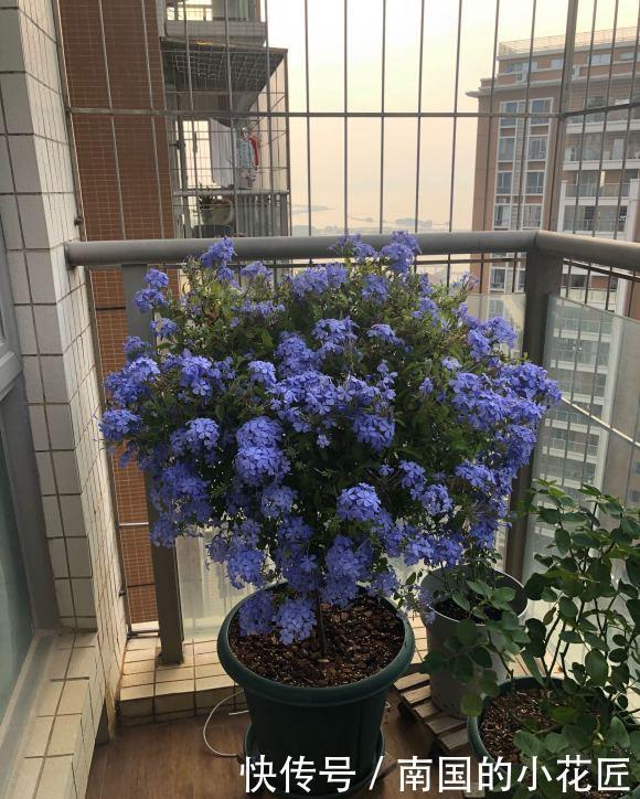 「花瓣」蓝雪花要“放养”,夏天使劲晒,“肥水”浇灌,蓝色花瓣开满墙