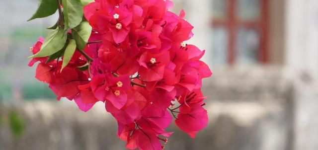 「适合」适合家养的3种花,好养易活开花漂亮,花期长达200天,天天都赏花