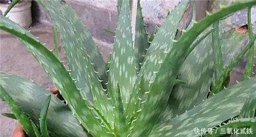  #时间#懒人适合养这4种皮实花，少折腾少打理反而长得更旺盛