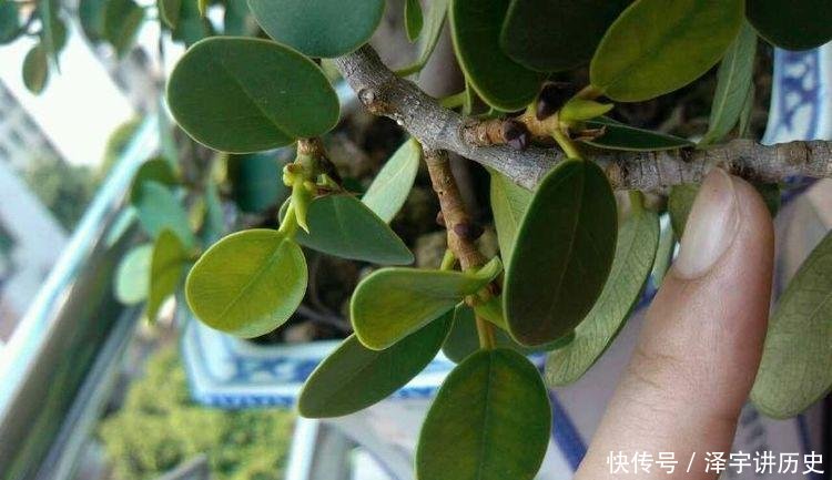 条件■大妈养一株“象鼻”盆景, 从没人要变“万元级”, 才花3个月!
