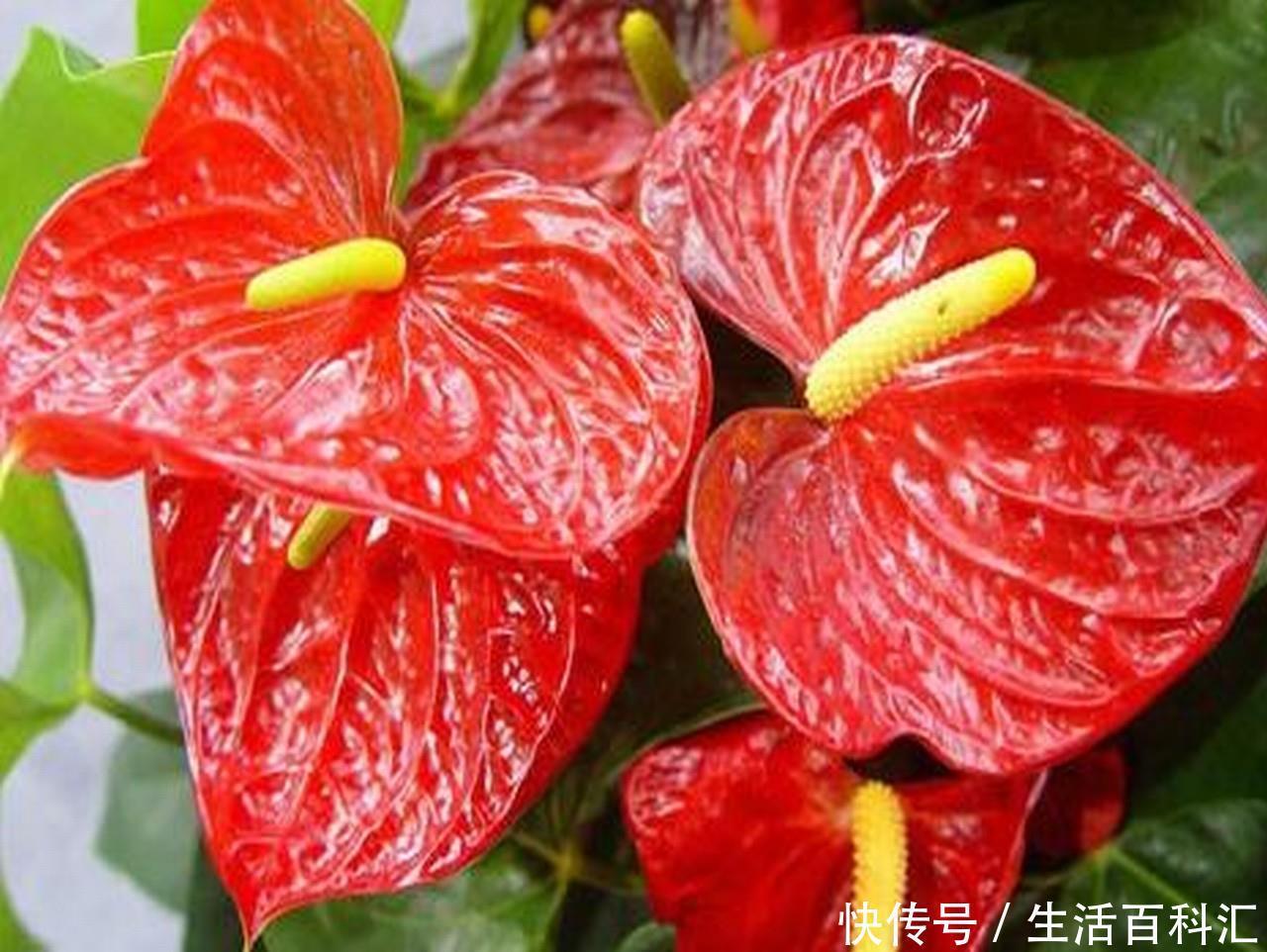  适合：有一种花卉，花开艳丽，花期长，开花量繁多，适合在室内盆栽养护