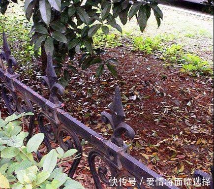 『猛长』3种“废物”捡回家,扔花盆里,土肥的流油,养花猛长不含糊