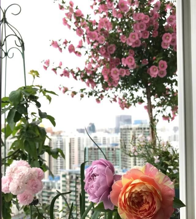  『丰花性好』狼家自育的表现到底如何，戳进来看看花友们的大实话