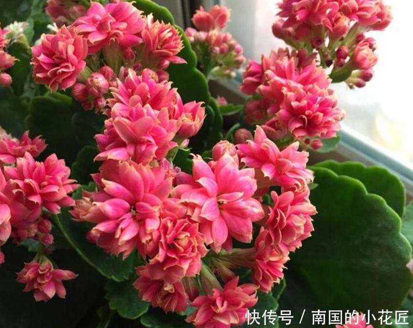  [长寿花]“4种花”很好养，栽土里就活，给点阳光就灿烂，花开满盆！