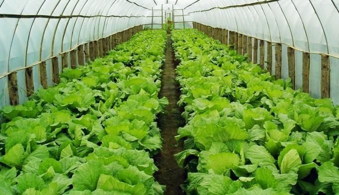 想在农村创业开厂?四个农村创业项目让你月入