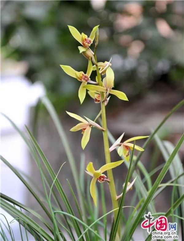  「老师」兰花魂：兰舌终有凋零日 草根不竭永精神
