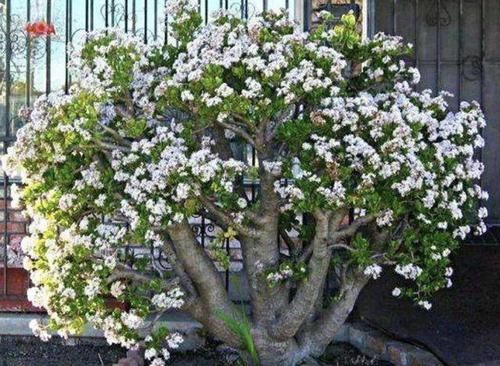 【此种】此种“盆景树”,叶片翠绿、肥厚,开花时像“花树”,养1盆镇宅