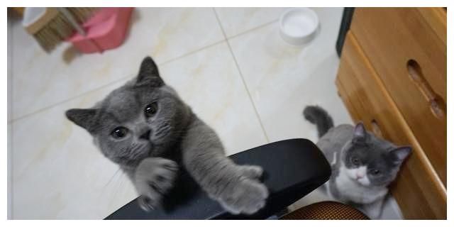 [于猫咪而言]对猫咪来说，几种近乎于虐待般的惩罚行为