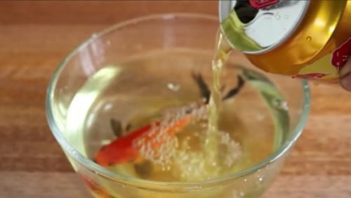 鱼缸:老外奇葩测试:把碳酸饮料倒入鱼缸,只想让鱼儿品尝一下味道!