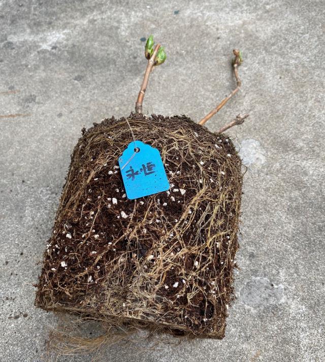  新手：新手养一盆这样花，简单好管理，开花易爆盆，非常适合新手