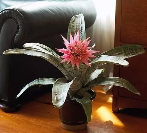  『盆栽』常见12种植物养成不可思议的盆栽！