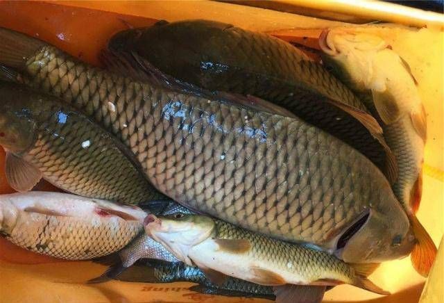  『依赖』如果你想钓鱼，不要依赖商业鱼饵，你必须依赖它们