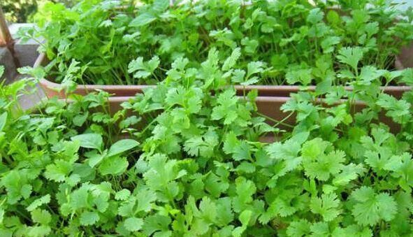  『家里』家里种香菜，一个小秘诀，发芽快、叶子绿又旺，现在种刚好