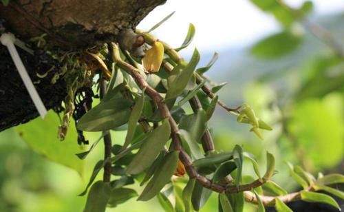  价值■农村一种常见植物，不光可以吃，养护好了颜值高，价值珍贵