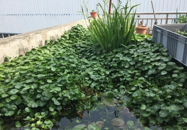  『夏季』夏季养铜钱草，想要长的好，关键要“喝饱”，叶子多，一盆放不下