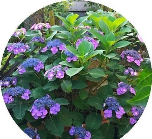 『光照』除了玫瑰,最受情侣欢迎的花是什么?不再为选花发愁