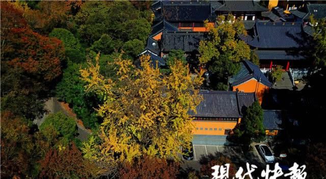 青黄不一，南京这条经典银杏大道为何颜值不在线？