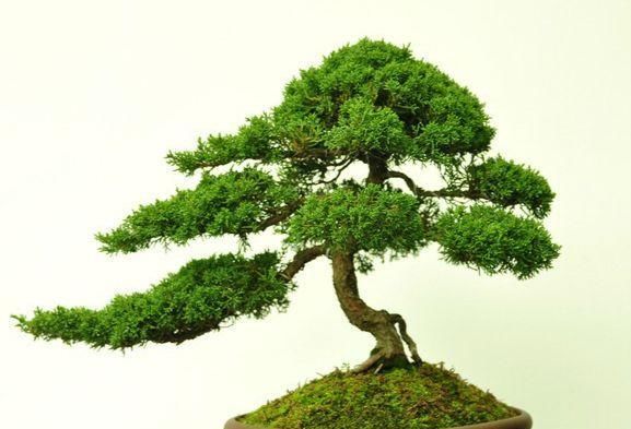 60例盆景树种,总有属于你的那棵(建议收藏)