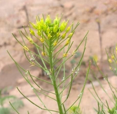  『植物』田沟里一种“野油菜花”，是喂羊饲料草，殊不知城里卖10元1斤