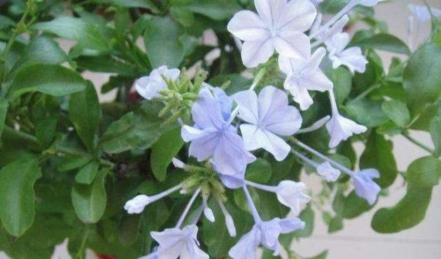  『扦插』“2种花”不要买，随便折个枝，插土就生根，不出60天长满盆！