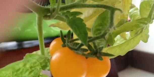  「营养」六种在家就可以种的菜，阳台种几盆，漂亮好吃有营养！