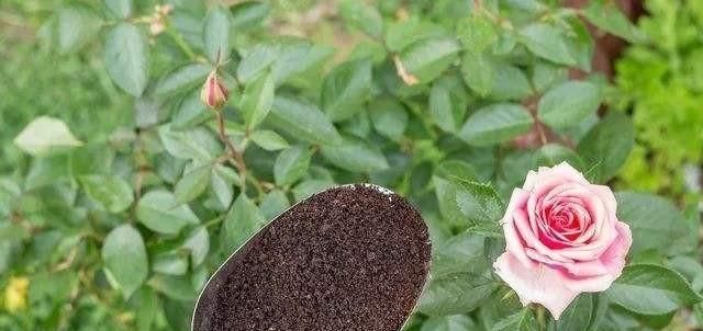  『更多』开花期间能给花上复合肥吗？