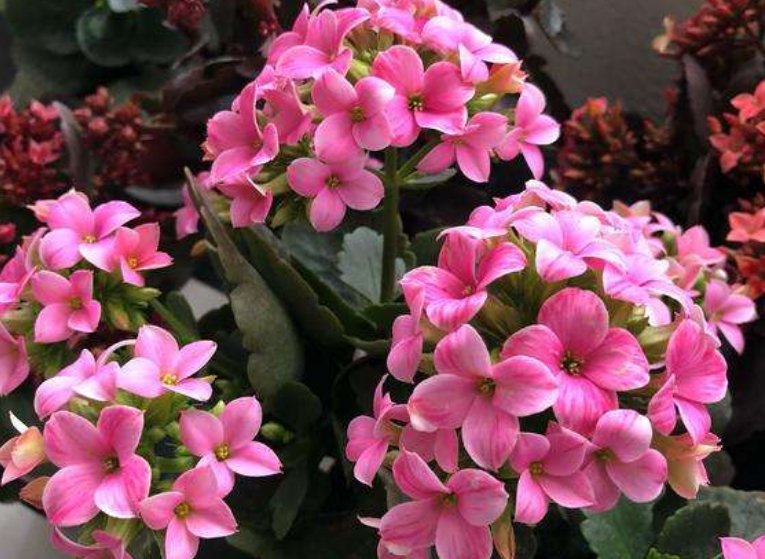  『有钱人』4月逛花市，3类花不能买，暗喻有钱人也住穷，难怪聪明人都避开