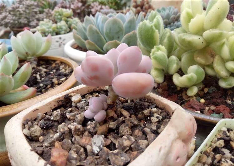  #成老桩#徒长的多肉颜值狂增, 只用了这1招!