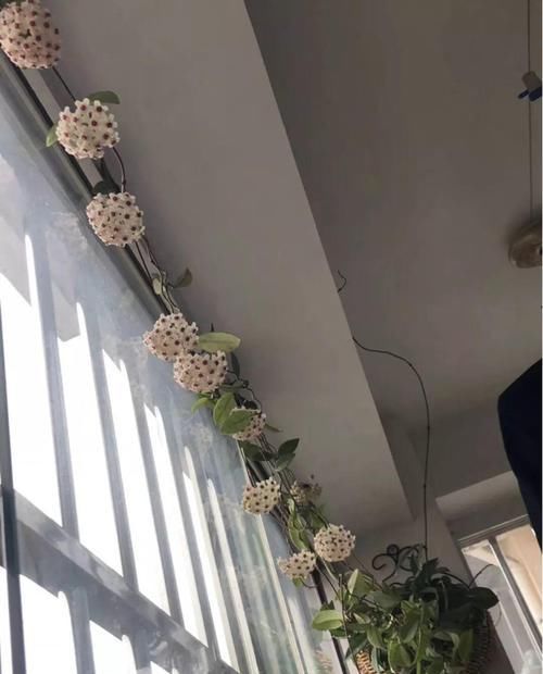 【对光照的需求】11种耐阴花,光不好也能嗖嗖长,开出2米大花墙!