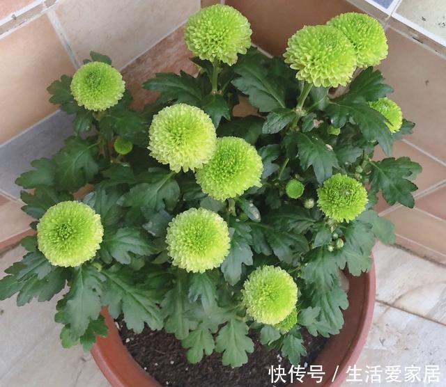 【长到爆盆】这“8种花”阳台院子都能种,丢土里就长,30天长爆盆,太好养了