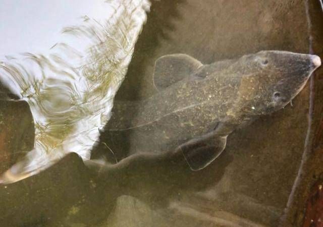 钓友|老家小河里,钓起这种鱼,钓友说是长江珍稀物种,味道鲜美