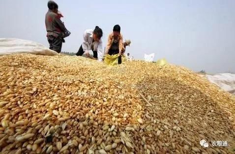 小麦价格真的能冲破1.3元大关吗?