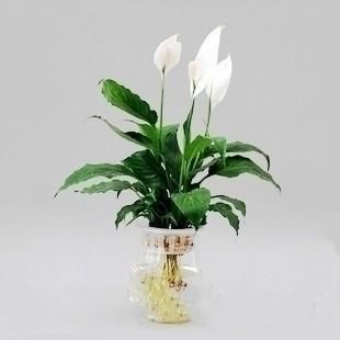 『到植株』家中养一盆白鹤芋,净化空气好帮手!水培白鹤芋技巧