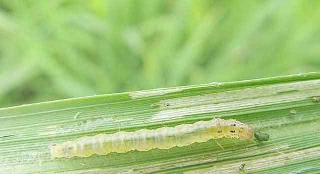  「防治效果不理想」水稻病虫害生物防控技术，可以取得良好的病虫害治理成效