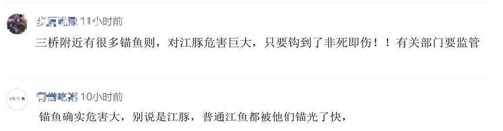  『长江』钓鱼成最大威胁罕见江猪成群现身,市民担忧：附近钓鱼的太多！