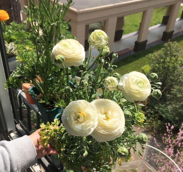 此花是世界名花,漂亮不输牡丹,养护容易,年年开花,南北都能种