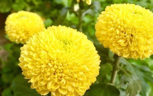  『大片』最爱爆盆的“野菊花”，养在盆里一大片，开花小巧却是整片花海