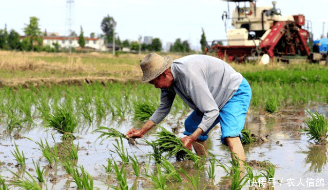 农民种庄稼,总结出六月立秋,两头不收,是什么