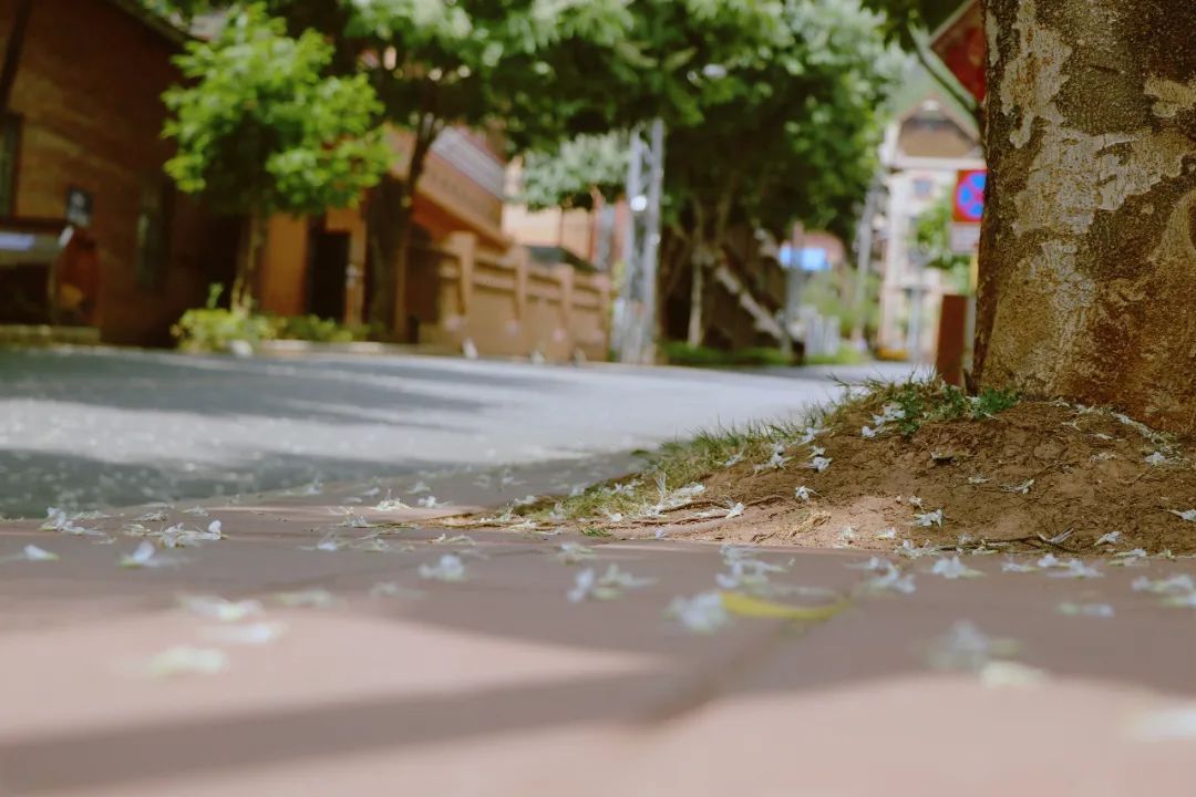  『西盟』西盟“眼”：七叶树，渲染一城盎然生机