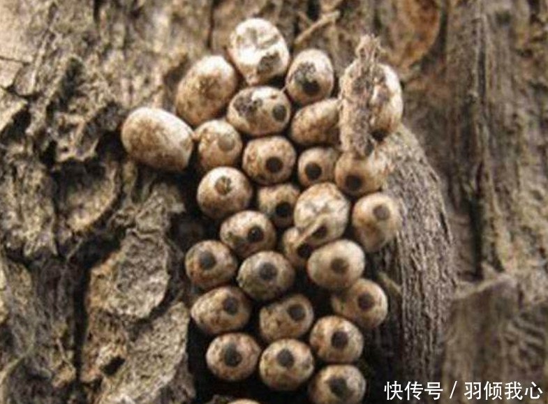  【农村孩子】80后农村孩子的最爱，如今200一斤但却很难买到了